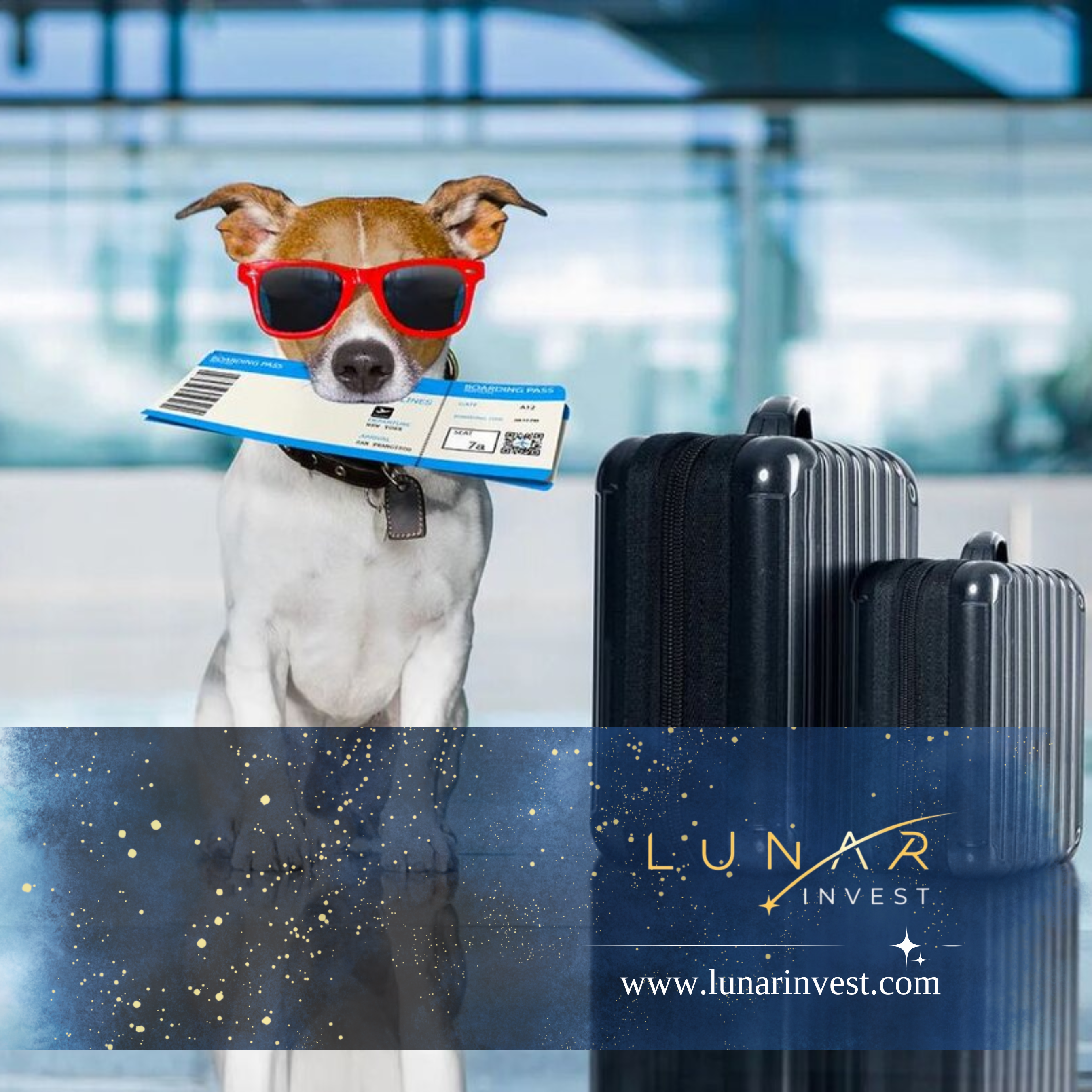 Important! The airline's official website still lists the old rules (animals up to 32 kg are allowed in the luggage compartment). We recommend that you check the information when booking!